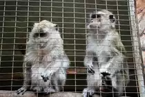  Was f�r ein Affentheater! , Aufnahme aus dem Zoo am Rammelsberg in Kassel (27.9.2014).