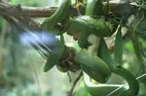 Ein K�cken in Ehren...........