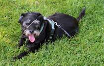 Unbeeindruckt vom Zweig auf der Schnauze wartet unser Schnauzer-Mischling Marci auf die Fortsetzung des Spazierganges am 26.7.2014.