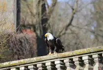 Wei�kopfseeadler in Tambach am 28.03.2015.
