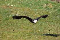 Weikopfseeadler in Tambach am 28.03.2015.