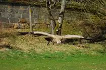 G�nsegeier in Tambach am 28.03.2015.