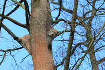 Luchs in Tambach am 28.03.2015.