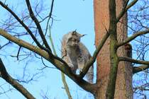 Luchs in Tambach am 28.03.2015.