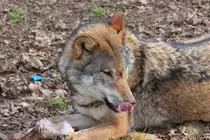 Wolf in Tambach am 28.03.2015.