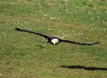 Wei�kopfseeadler in Tambach am 28.03.2015.