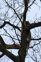  Einfach mal h�ngen lassen  Luchs in Tambach am 28.03.2015.