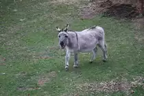Auf dem Gel�nde des Kloster Lorch gibt es auf eine kleine Tierhaltung. Dazu geh�rt auch dieser st�mmige Esel!