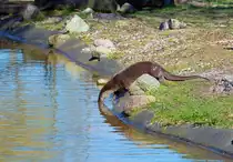 Ein Otter gleitet mit geschlossenen Augen ins Wasser. Gesehen im Tierpark Ueckerm�nde. - 05.04.2015