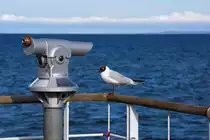 Lachm�we am Ostsee Ausblick. - 17.04.2015