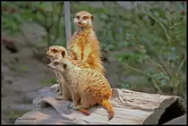 Immer wieder putzig diese kleinen Erdm�nnchen (Zoo Halle am 26.4.2015).