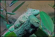 Von manchen Zoo-Besuchern gar nicht bemerkt, weil ziemlich regungslos und unauff�llig, gr�ner Leguan im Zoo Halle (26.4.2015).