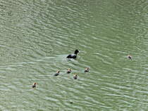 Harzgerode im Sdharz, am Ortsausgang auf dem  Kunstteich ,  Ausflug einer Blsshuhnfamilie am 24. April 2015. Danke an den Admin