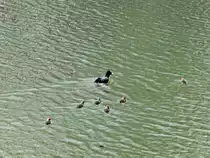 Harzgerode im S�dharz, am Ortsausgang auf dem  Kunstteich ,  Ausflug einer Bl�sshuhnfamilie am 24. April 2015. Danke an den Admin