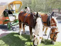 Hundeshow auf den R�cken der Pferde  vor einer Kutsche am 24. April 2015 in Alexisbad / Harzgerode. 