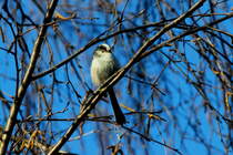 Auf ihren Wandeweg besuchten uns mal wieder Schwanzmeisen. Ich beobachtete sie in den Birken am Rand unseres Gartens. Ratzeburg; 06.04.2015