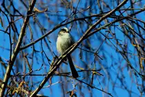 Auf ihren Wandeweg besuchten uns mal wieder Schwanzmeisen. Ich beobachtete sie in den Birken am Rand unseres Gartens. Ratzeburg; 06.04.2015