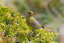 Gr�nfink auf einer Hecke. - 01.05.2015