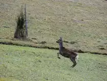 Rehgei�, fl�chtet vor dem herannahenden J�ger; 150308