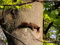 Eichh�rnchen(Sciurus vulgaris) auf Futtersuche; zwei Tage sp�ter war der Baum gef�llt, und vom flinken Baumbewohner fehlt die Spur; 150425