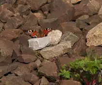 In der Zugpause kommt dem Eisenbahnfotografen auch manch Anderes vor die Linse.
Im von der Sonne erw�rmten Schotterbett f�hlt sich das Tagpfauenauge sichtlich wohl!
01.04.2014 Dillingen-Saar
