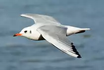 M�we �ber dem Rhein in Remagen - 07.02.2015