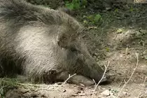 M�de bin ich geh zur Ruh.......