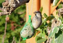 Spatz am Meisenkndel im Garten - 28.11.2014