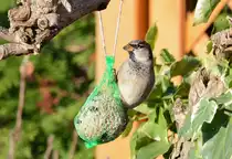 Spatz am Meisenkn�del im Garten - 28.11.2014