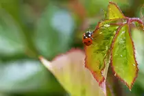 . Der Tisch ist reichlich gedeckt f�r den Marienk�fer. 07.05.2015 (Hans)