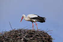 Ein Storch auf seinem Nest. - 05.05.2015