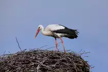 Ein Storch auf seinem Nest. - 05.05.2015