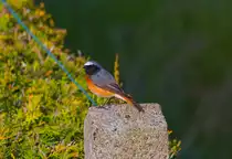 Gartenrotschwanz auf einem Zaunpfahl. - 13.05.2015
