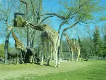 Am 02.04 fra�en einige Giraffen ihr Futter im Tierpark in Laszise (Italien).