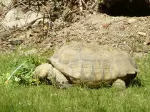 Am 02.04.2015 fra� eine Schildkr�te etwas Gras, aufgenommen im Tierpark in Laszise (Italien).