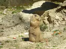 Ein Murmeltier frisst hier im August 2015 in seinem Gehege gen�sslich sein Futter.