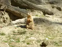 Ein Murmeltier frisst hier im August 2015 in seinem Gehege gen�sslich sein Futter.