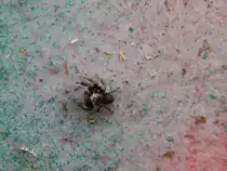 Bitte einmal in die Linse schauen. Diese kleine Springspinne schaute mit schimmernden Augen in die Linse als sie den Fotografen bemerkte und st�rte sich nicht daran fotografiert zu werden.

K�nigswinter 12.05.2015