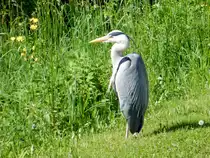 Graureiher in der freien Natur - 11.05.2015