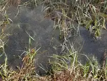 Bei einer Wanderung Ende April 2015 rund um den Hubertussee in der Steiermark/�sterreich waren  tausende  Fr�sche (bin mir nicht sicher?) aktiv/unterwegs.