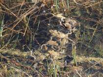 Bei einer Wanderung Ende April 2015 rund um den Hubertussee in der Steiermark/sterreich waren  tausende  Frsche (bin mir nicht sicher?) aktiv/unterwegs.