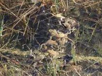 Bei einer Wanderung Ende April 2015 rund um den Hubertussee in der Steiermark/�sterreich waren  tausende  Fr�sche (bin mir nicht sicher?) aktiv/unterwegs.