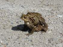 Bei einer Wanderung Ende April 2015 rund um den Hubertussee in der Steiermark/sterreich waren  tausende  Frsche (bin mir nicht sicher?) aktiv/unterwegs.