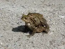Bei einer Wanderung Ende April 2015 rund um den Hubertussee in der Steiermark/�sterreich waren  tausende  Fr�sche (bin mir nicht sicher?) aktiv/unterwegs.