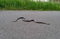 Diese wunderschne skulapnatter kreuzte unseren Weg am Donauradweg bei Krems am 19.Mai 2015.