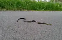 Diese wundersch�ne �skulapnatter kreuzte unseren Weg am Donauradweg bei Krems am 19.Mai 2015.