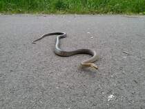 Diese wunderschne skulapnatter kreuzte unseren Weg am Donauradweg bei Krems am 19.Mai 2015.