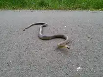 Diese wundersch�ne �skulapnatter kreuzte unseren Weg am Donauradweg bei Krems am 19.Mai 2015.