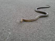 Diese wunderschne skulapnatter kreuzte unseren Weg am Donauradweg bei Krems am 19.Mai 2015.