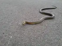 Diese wundersch�ne �skulapnatter kreuzte unseren Weg am Donauradweg bei Krems am 19.Mai 2015.